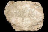 Fossil Tortoise (Stylemys) with Visible Limb Bones - Wyoming #146601-1
